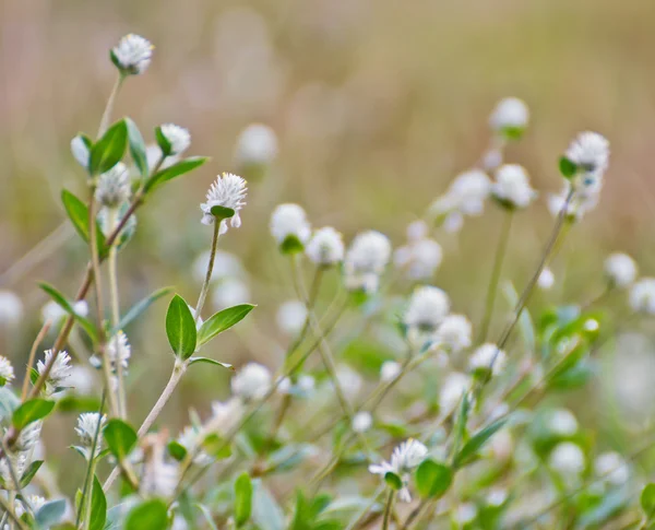 Bloemen achtergrond — Stockfoto