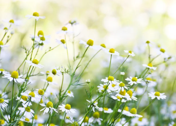 Fleurs de camomille dans le jardin — Photo