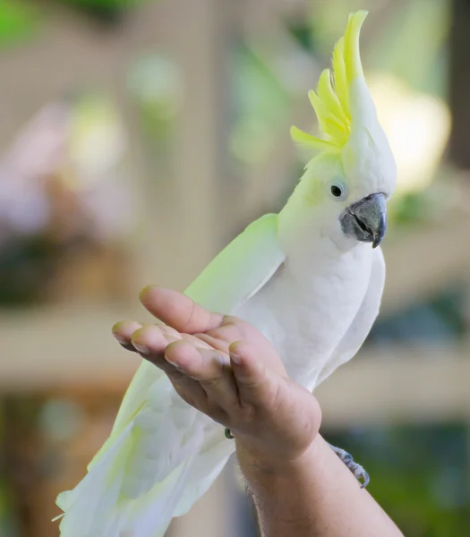 Cockatoo — Stock Photo, Image