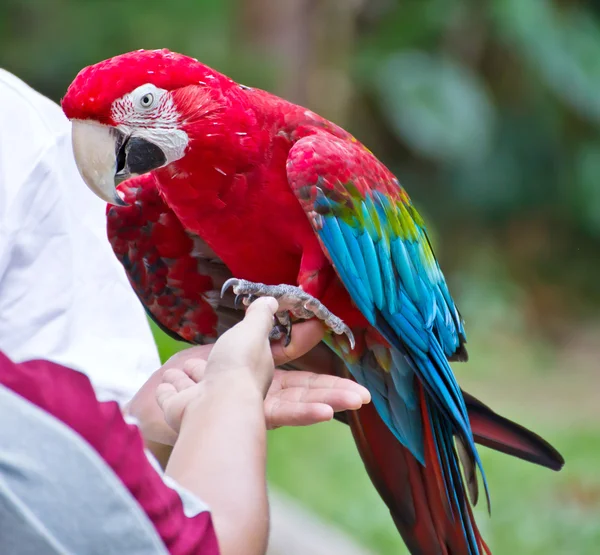 Macaw parrot on the hand — Stock Photo, Image