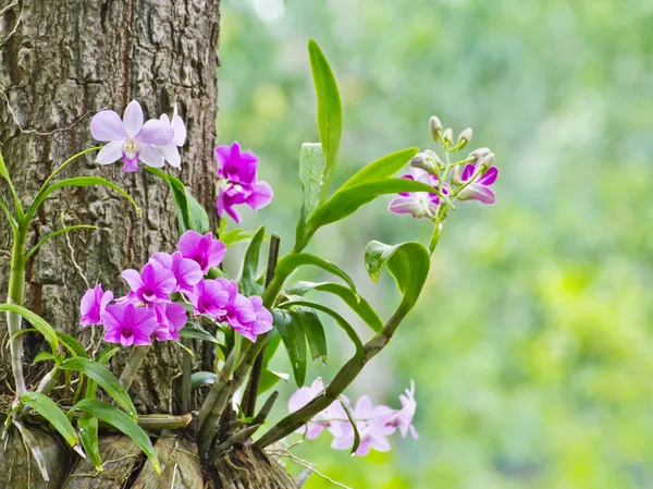 Orchideje — Stock fotografie