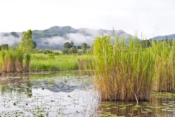 Fondo de naturaleza — Foto de Stock