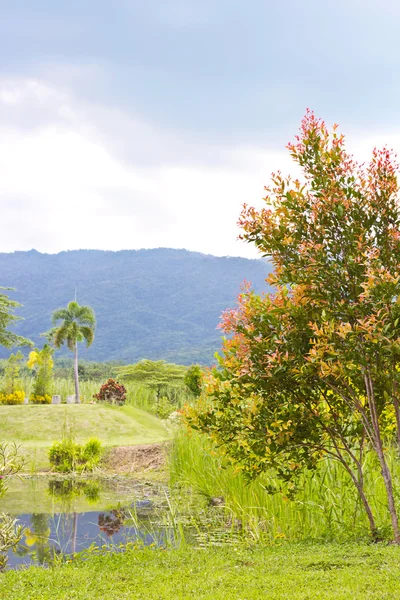 Natuur achtergrond — Stockfoto