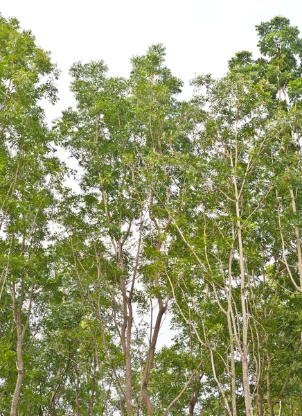 Árbol de Neem — Foto de Stock