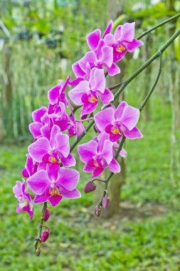 Orkide Bahçe