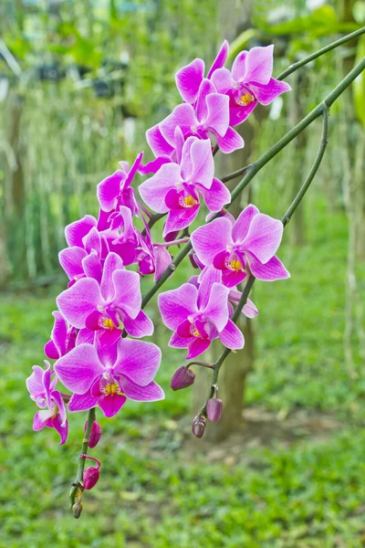 Orquídeas no jardim — Fotografia de Stock