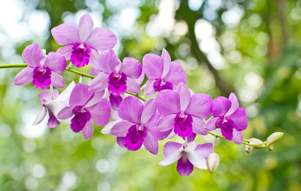 Orchideen im Garten — Stockfoto