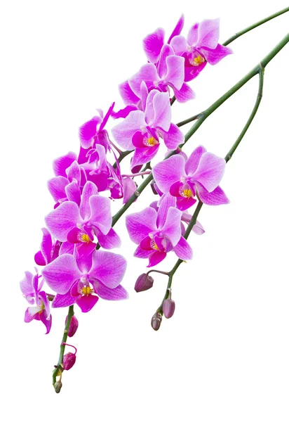 Orchideák, fehér háttér — Stock Fotó