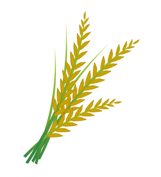 Beyaz arkaplanda pirinç