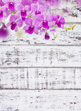 Orkide beyaz tahta üzerinde