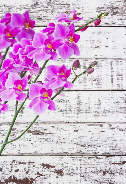Orchideeën op wit hout — Stockfoto