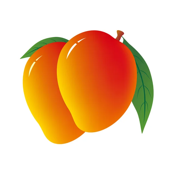 Mango on white background — Stock Vector