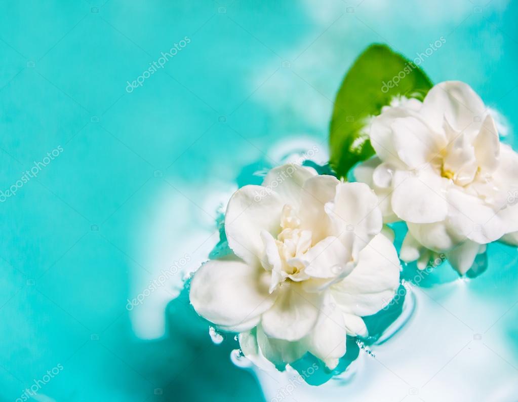 Jasmine flower on the water