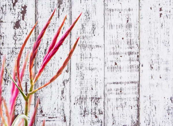 Tillandsia virág — Stock Fotó