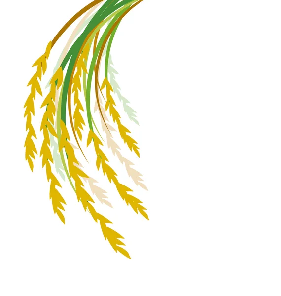 Rice design on white background — Stock Vector