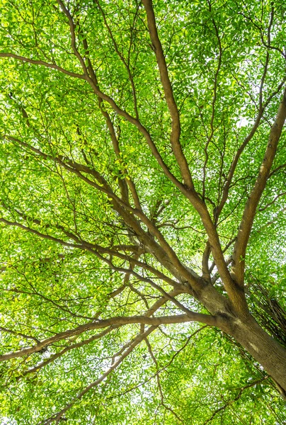 Enorme groene boom schot van onderste weergave — Stockfoto