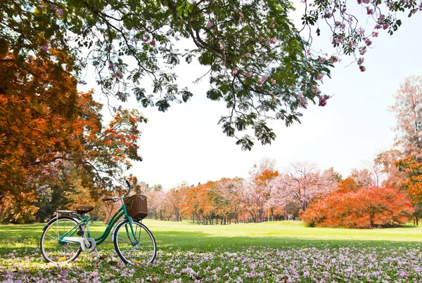 Jízdní kolo v parku — Stock fotografie