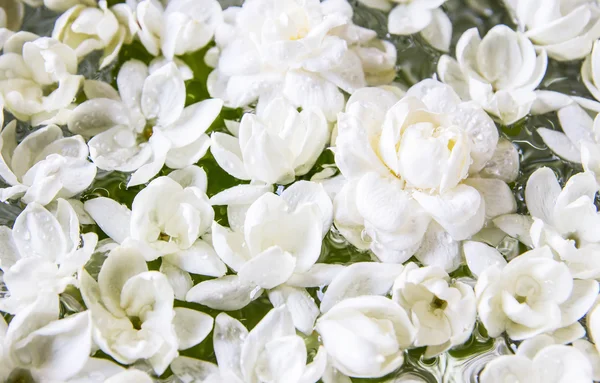 Jasmijnbloemen — Stockfoto