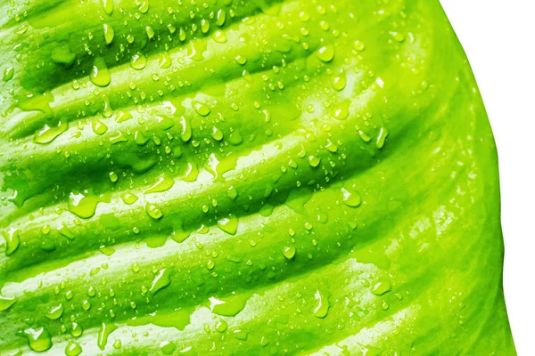 Κοντινό πλάνο πράσινο φύλλο με σταγόνες νερό για φόντο — Φωτογραφία Αρχείου