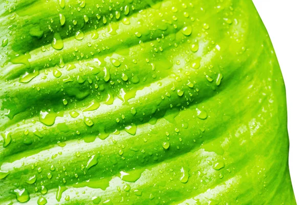 Close up green leaf with water drops for background — Stock Photo, Image