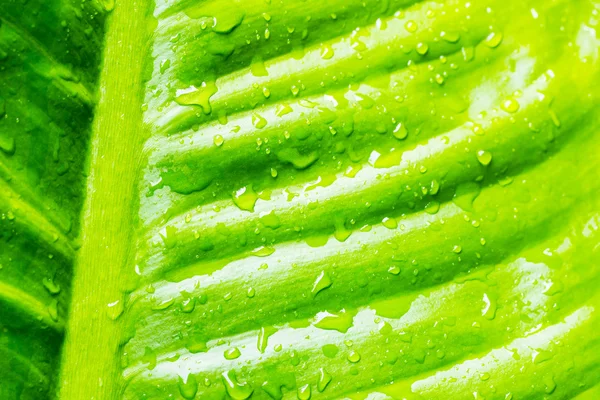 Κοντινό πλάνο πράσινο φύλλο με σταγόνες νερό για φόντο — Φωτογραφία Αρχείου