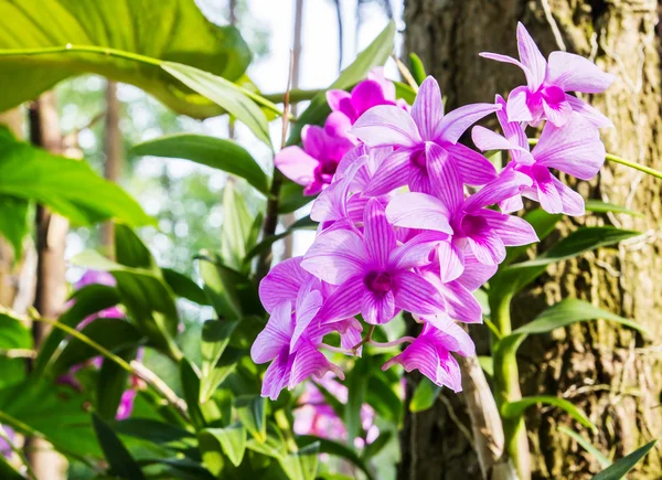 Orquídeas no jardim — Fotografia de Stock