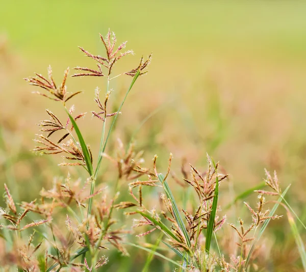 Natuur achtergrond — Stockfoto