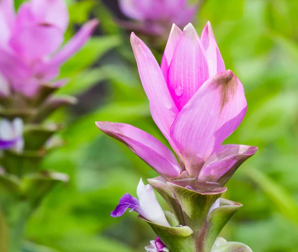 Tulipano Siam in giardino — Foto Stock