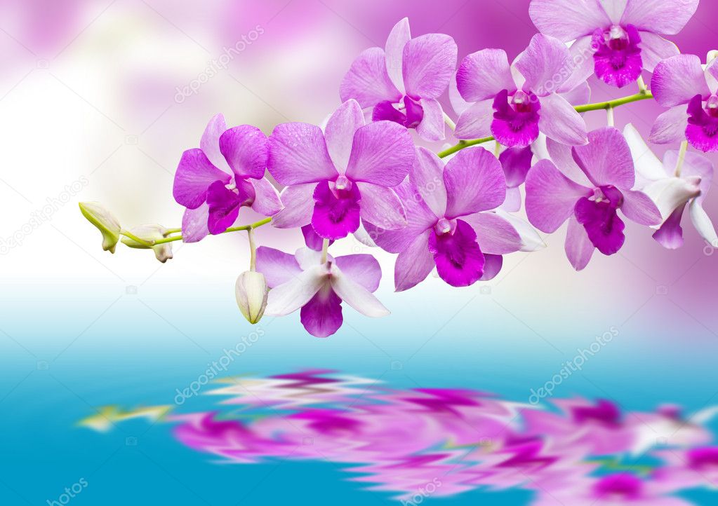 Orchids and reflection