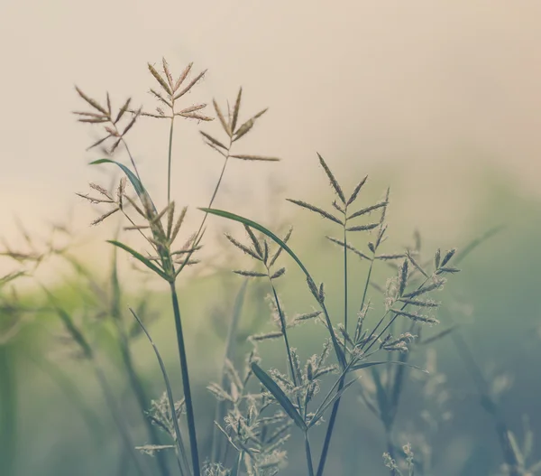 Sfondo della natura — Foto Stock