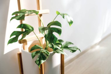 Mini Monstera Rhaphidophora tetrasperma ya da Ginny Philodendron beyaz seramik kapta