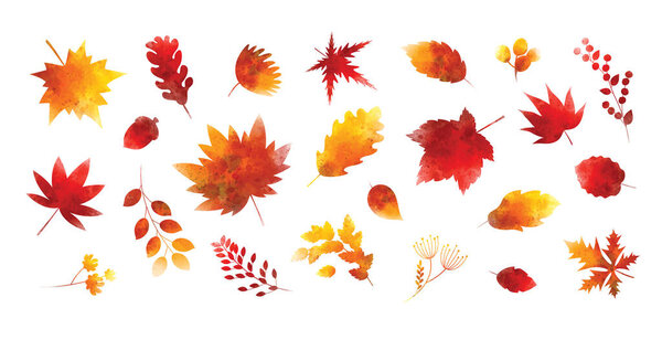 Set of watercolor autumn leaves on white background vector illustration