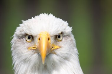 Bald eagle clipart