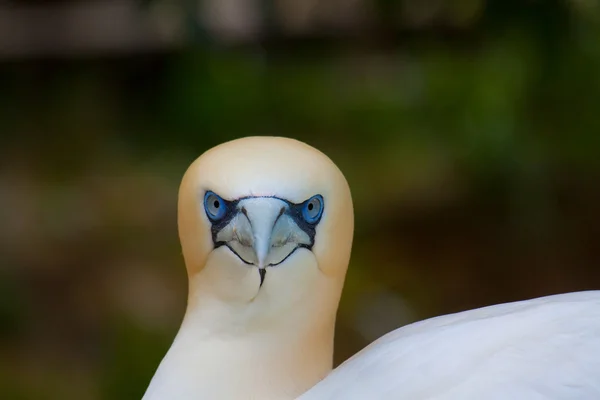 Gannet