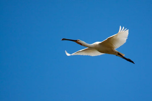 Bayağı kaşıkçı uçan