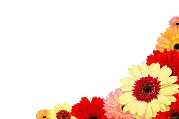 白い背景と gerber 花の花束 — ストック写真