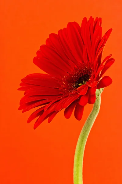 オレンジ色の背景にガーバーの花 — ストック写真