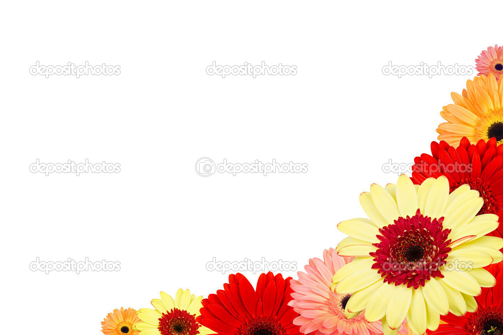 Bouquet of gerber flowers with white background