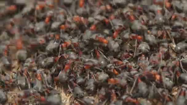 Karınca karınca hareket — Stok video
