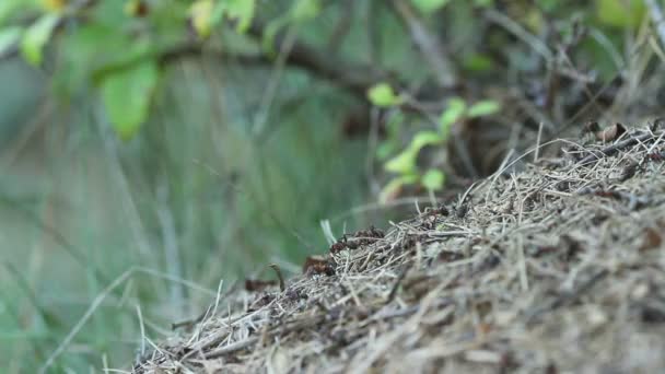 Ant rörelse på myrstacken — Stockvideo