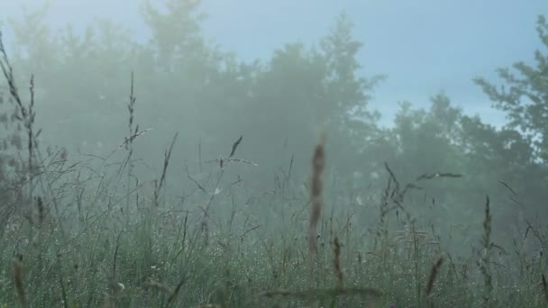 Mistige ochtend in zomer bos — Stockvideo