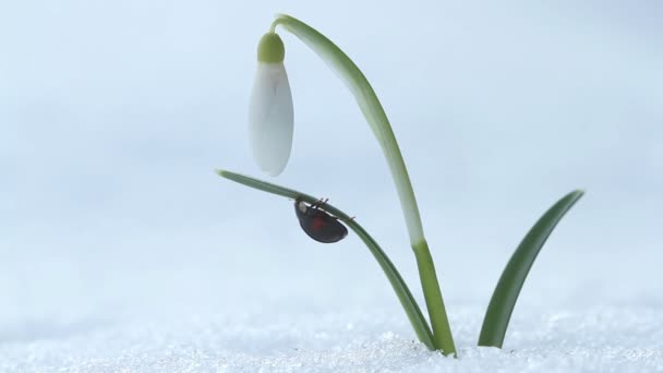 Lieveheersbeestje op voorjaar bloem — Stockvideo