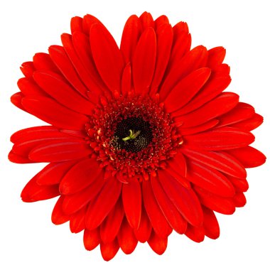 beyaz izole kırmızı gerber çiçek