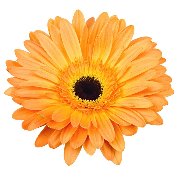 beyaz izole gerber çiçek orange