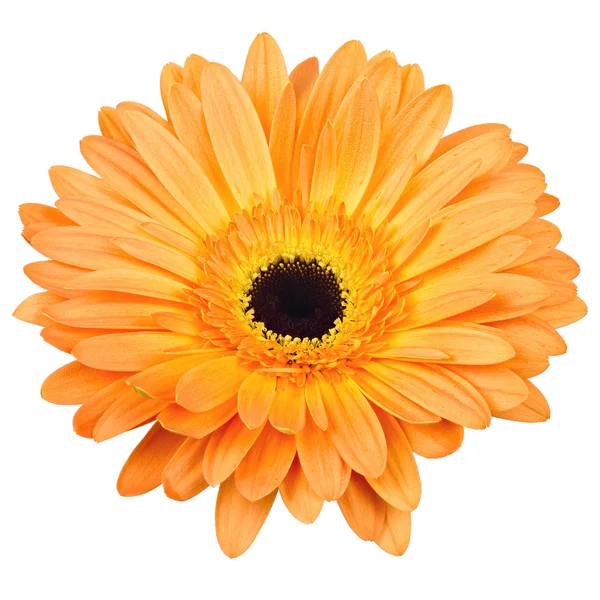 Gerber flower orange isolated on white — Stock Photo, Image
