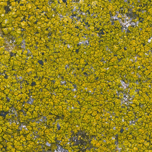 Moss seamless background — Stock Photo, Image
