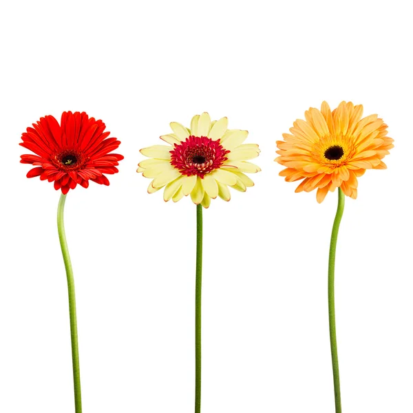 白い背景と分離ガーバー花の花束 — ストック写真
