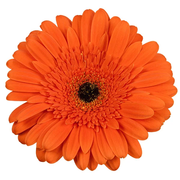 白い背景上に分離されてオレンジ ガーバー花 — ストック写真