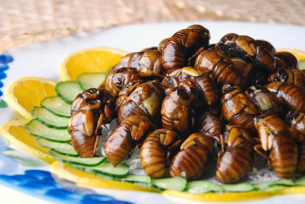 Fried cicada — Stock Photo, Image