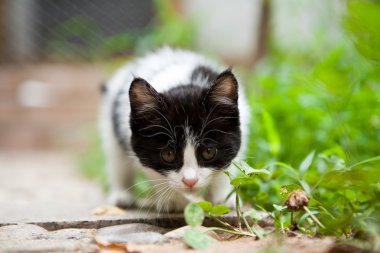 3D kulüp Salonu, koridor